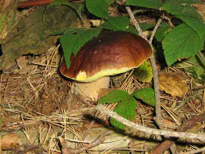  Image name: 219 Porcino.jpg 
 width: 700 pixel 
 height: 525 pixel 
 Size: 33082 bytes 
 Click to enlarge 